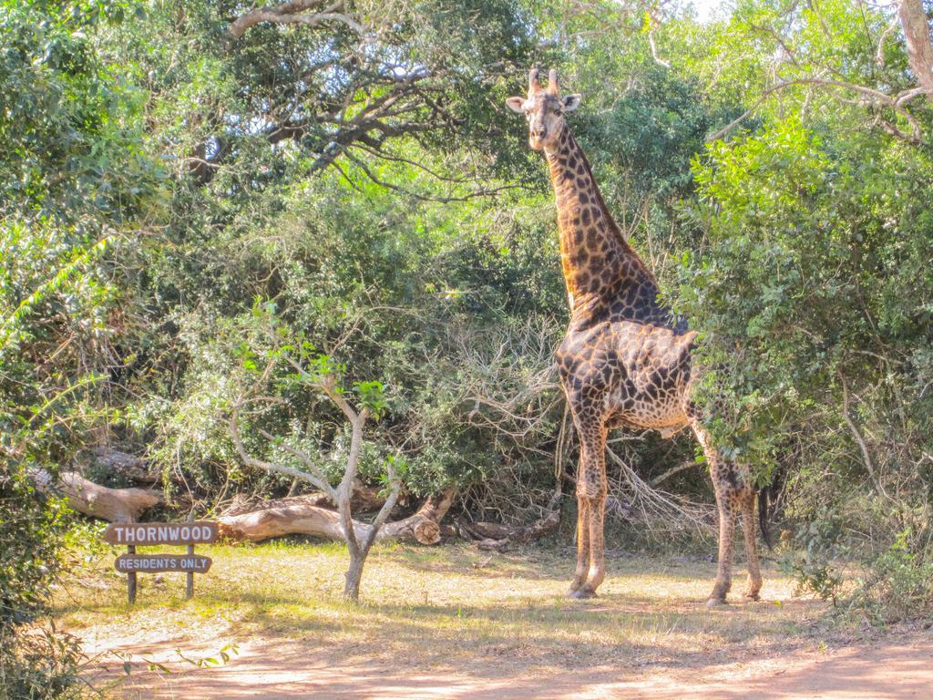 Thornwood Villa Hluhluwe Bagian luar foto